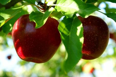 Gardening Trends of the Past Five Years Image